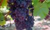 <strong>August selection:</strong> Nicolo Claret grapes ship in mid-August as part of a 3, 6 or 12 month program.